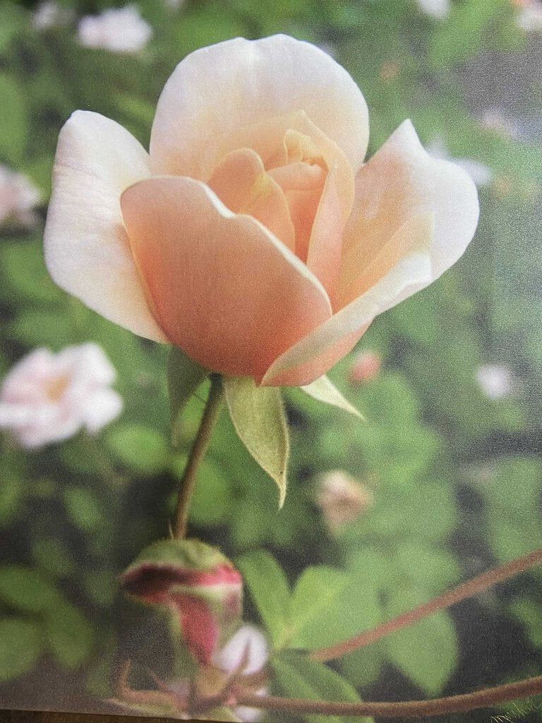 Marshall Jenkins Photography Pearle D'or Rose 16X20 Canvas