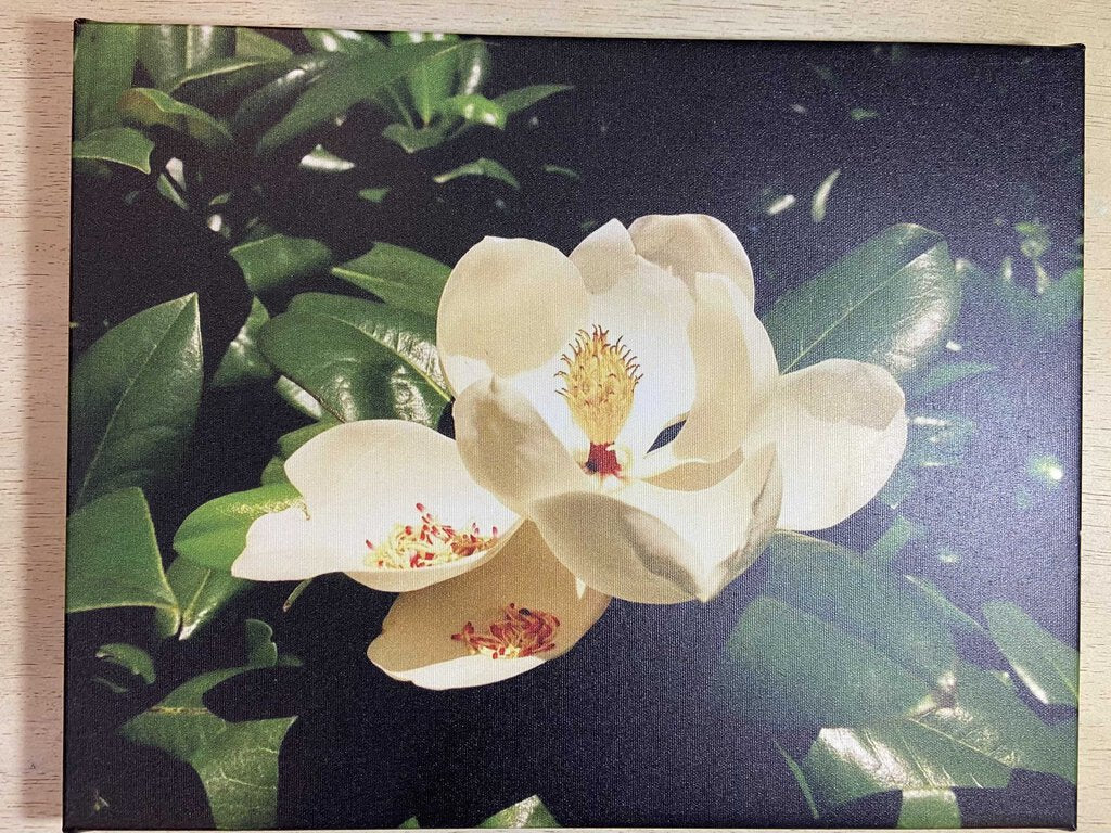 Marshall Jenkins Photography Magnolia 11X14 Canvas