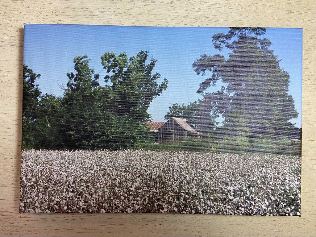 Marshall Jenkins Photography Cotton Field 8X12 Canvas