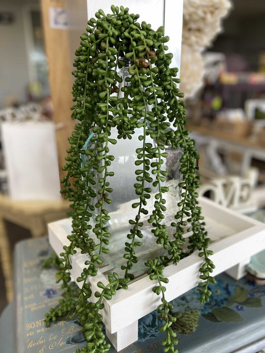 String of Pearls Succulents Hanging Plant