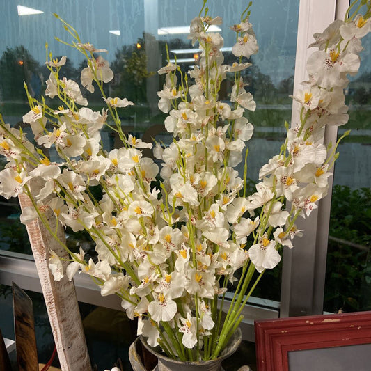 Dancing Lady Orchids