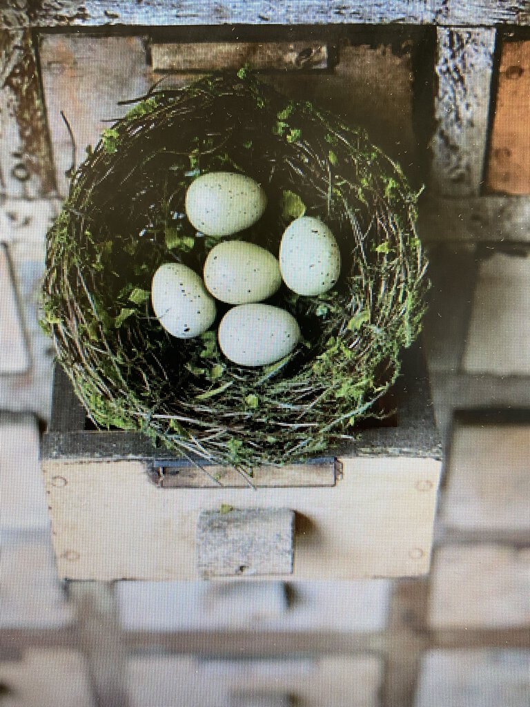 Moss Twined Bird nest w/Eggs